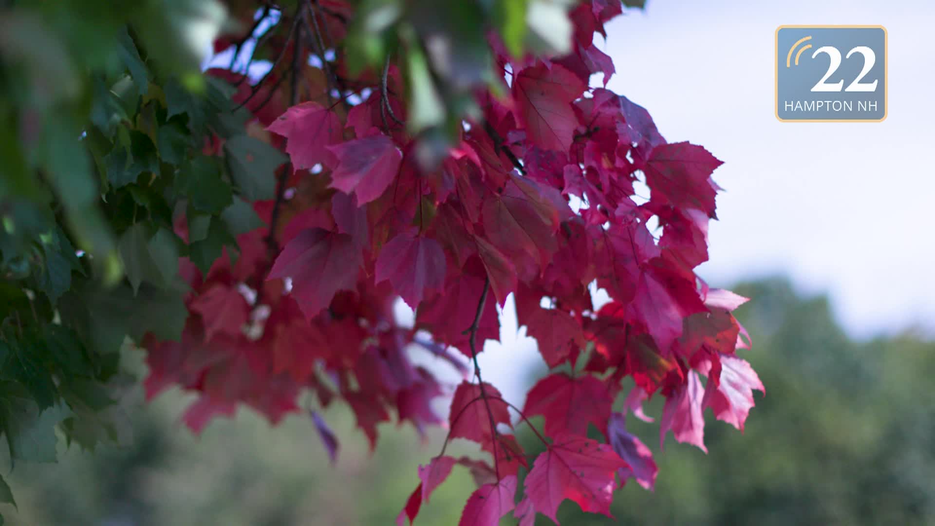 Thumbnail image for Fall 2Transition